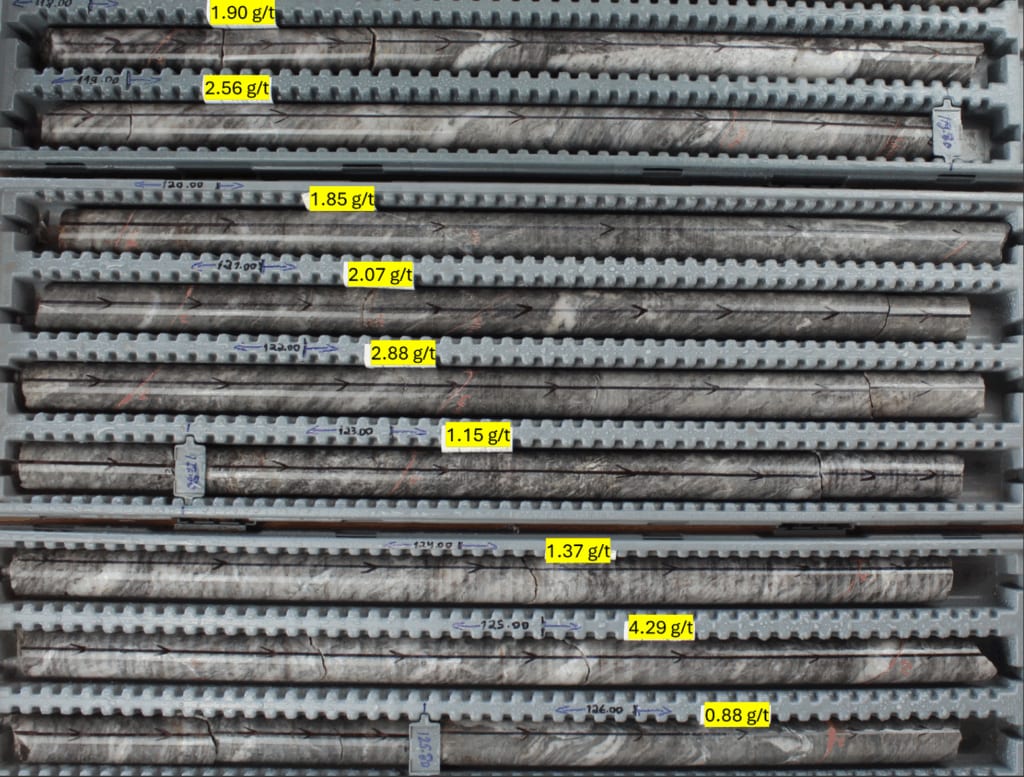 Figure 3. 25SEL-DDH-036 from 118m to 126.40m, showing consistent grade, silicification and veining.